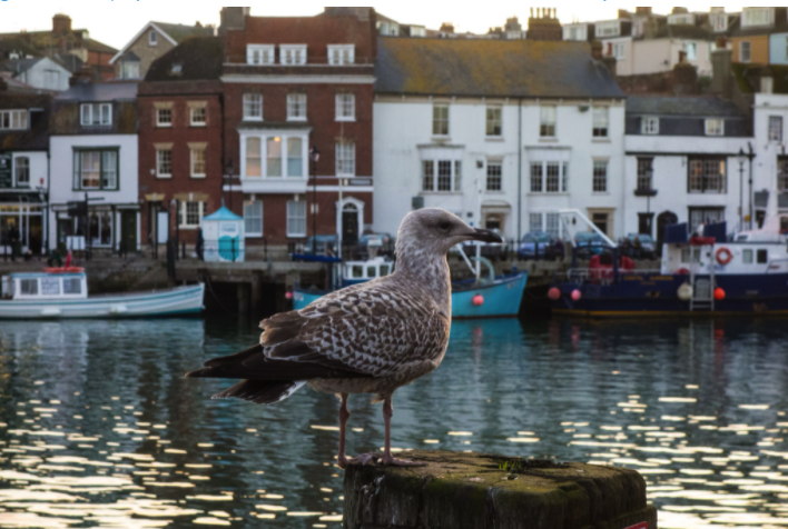 Image showing a juvenile Herring Gull in Weymouth Harbour. Credit: David Bowman